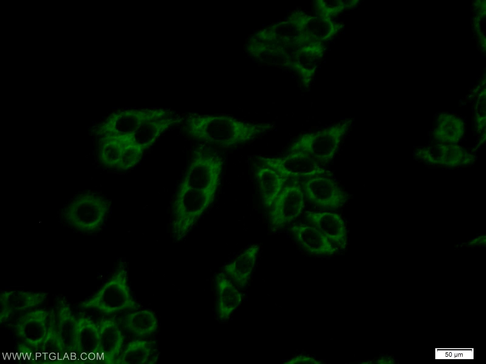 Immunofluorescence (IF) / fluorescent staining of HepG2 cells using DBH Polyclonal antibody (10777-1-AP)