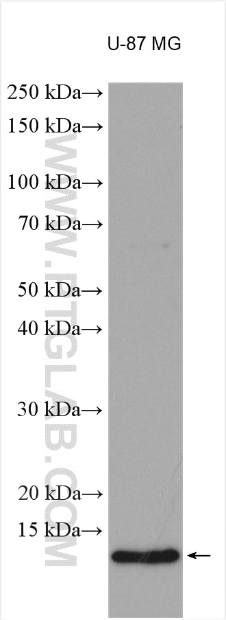 Western Blot (WB) analysis of various lysates using DBI Polyclonal antibody (14490-1-AP)