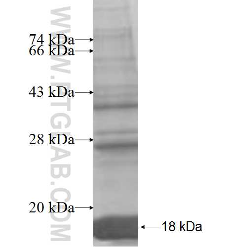 DBI fusion protein Ag6092 SDS-PAGE