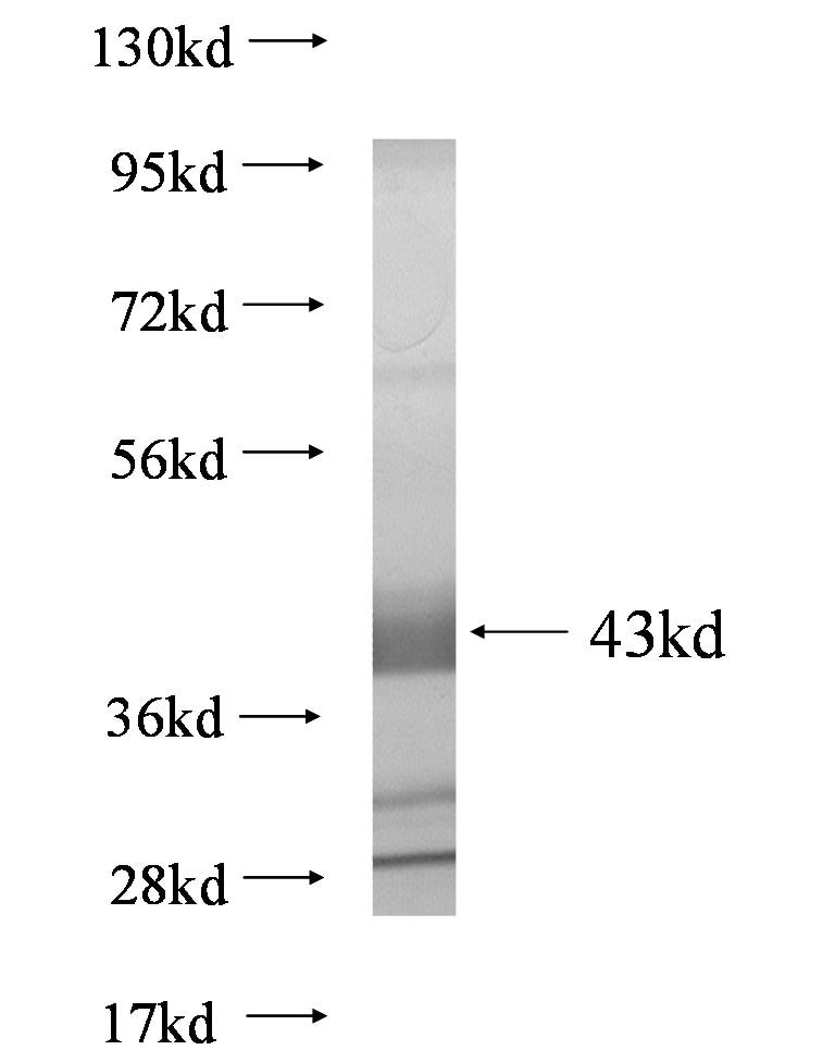 DBNDD1 fusion protein Ag0554 SDS-PAGE