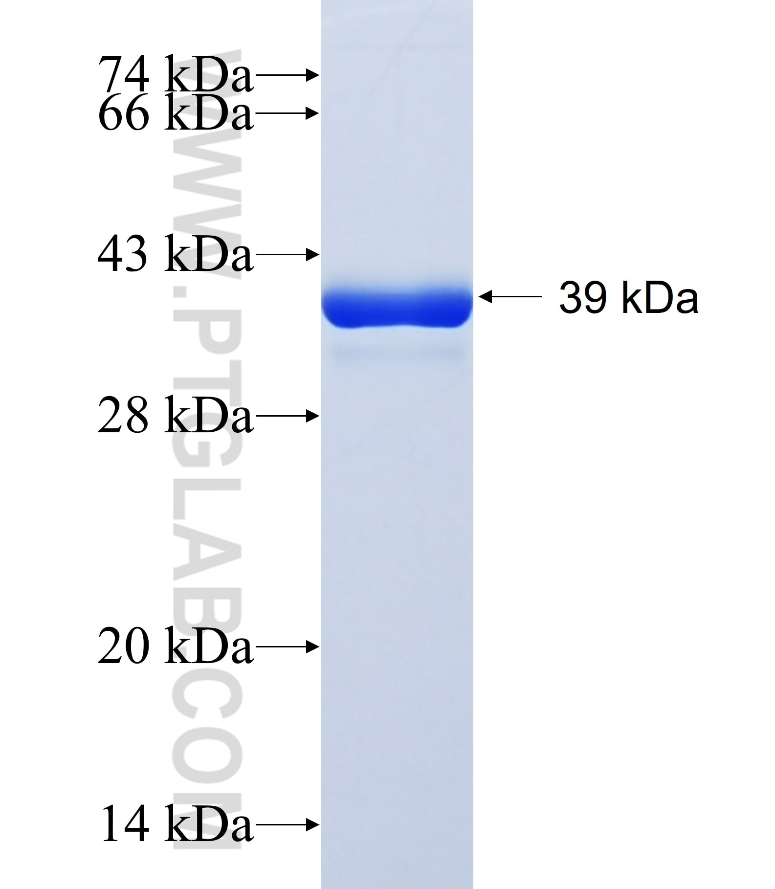DBNDD1 fusion protein Ag41910 SDS-PAGE DBNDD1 fusion protein Ag41910 SDS-PAGE