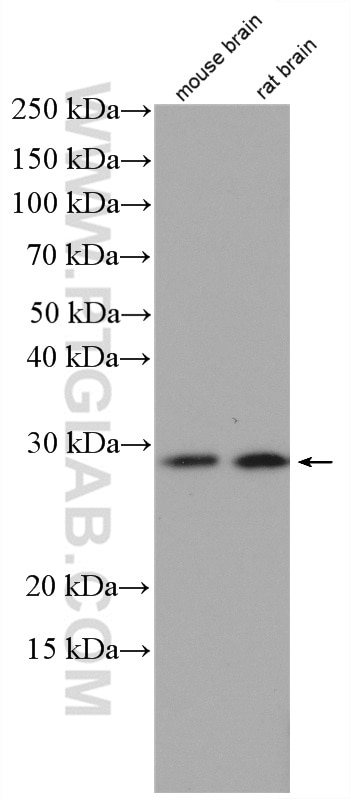 Western Blot (WB) analysis of mouse brain tissue using DBNDD2 Polyclonal antibody (27623-1-AP)