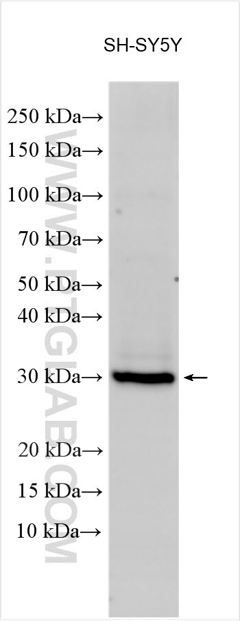 Western Blot (WB) analysis of SH-SY5Y cells using DBNDD2 Polyclonal antibody (27623-1-AP)