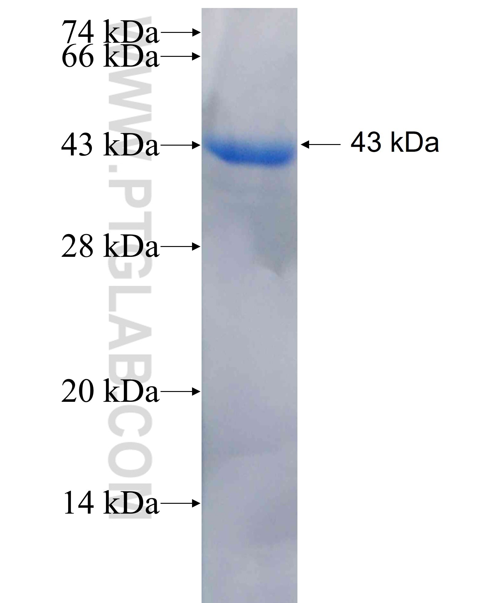 DBNDD2 fusion protein Ag26356 SDS-PAGE