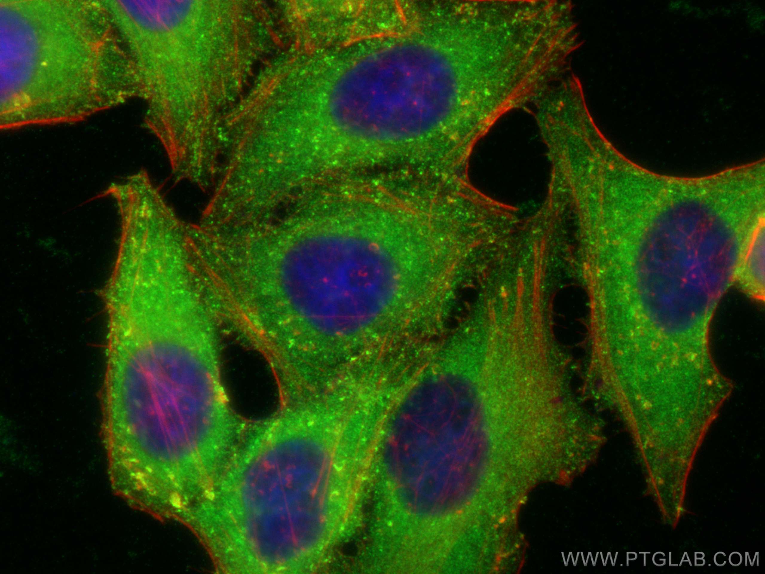 Immunofluorescence (IF) / fluorescent staining of HepG2 cells using HIP55 Polyclonal antibody (13015-1-AP)