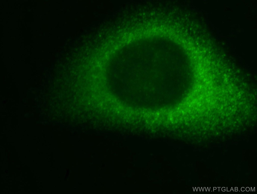 Immunofluorescence (IF) / fluorescent staining of HepG2 cells using HIP55 Polyclonal antibody (13015-1-AP)