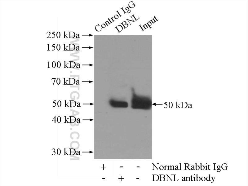Immunoprecipitation (IP) experiment of mouse brain tissue using HIP55 Polyclonal antibody (13015-1-AP)