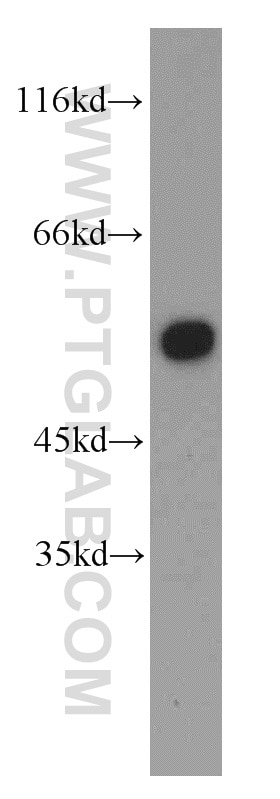 Western Blot (WB) analysis of mouse brain tissue using HIP55 Polyclonal antibody (13015-1-AP)