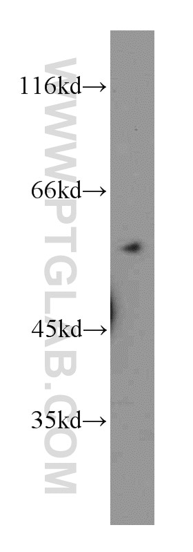 Western Blot (WB) analysis of mouse heart tissue using HIP55 Polyclonal antibody (13015-1-AP)