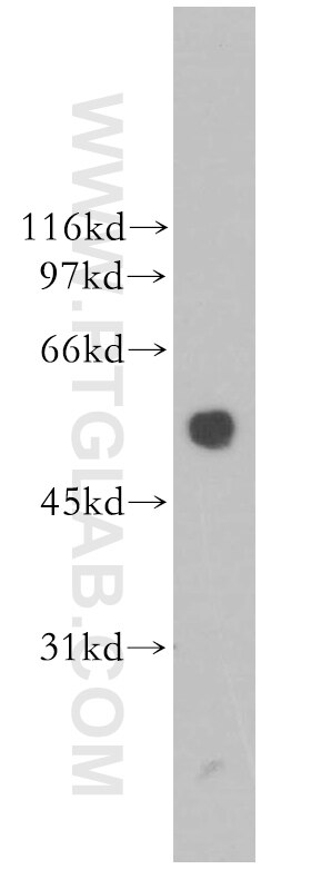 Western Blot (WB) analysis of human heart tissue using HIP55 Polyclonal antibody (13015-1-AP)