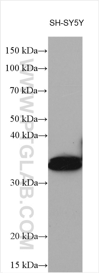 Western Blot (WB) analysis of various lysates using DBP Polyclonal antibody (12662-1-AP)