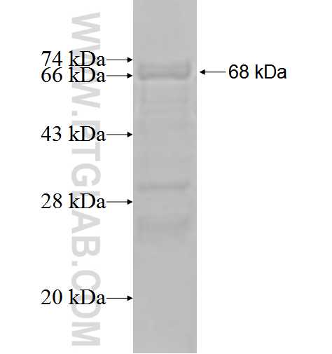 DBP fusion protein Ag3343 SDS-PAGE