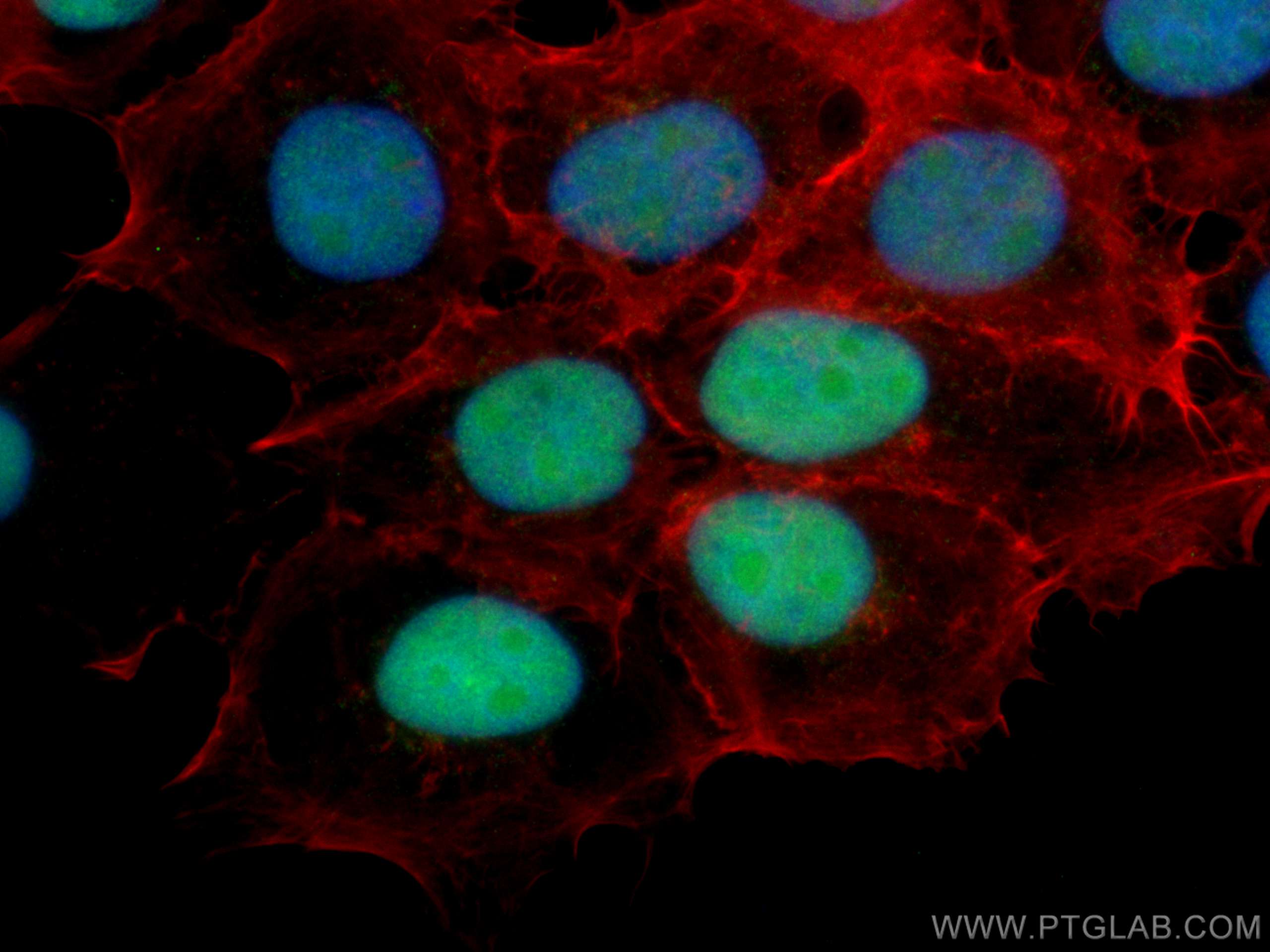 Immunofluorescence (IF) / fluorescent staining of A431 cells using DBR1 Monoclonal antibody (66951-1-Ig)