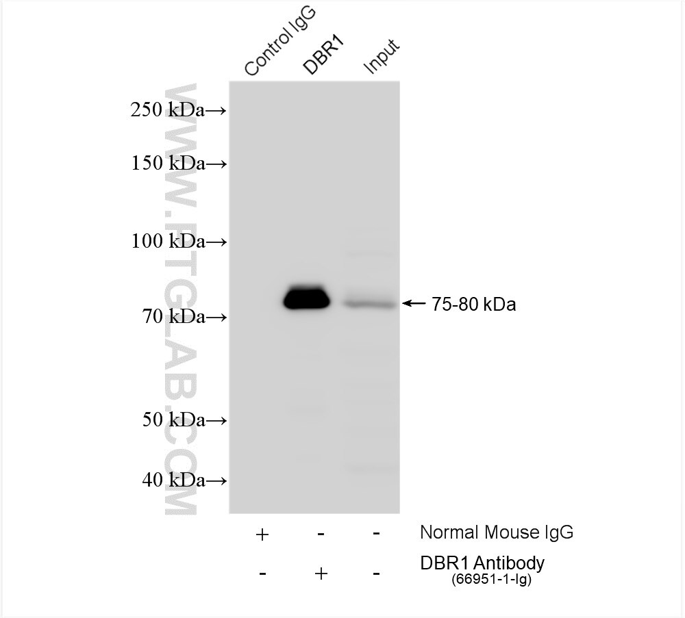 Immunoprecipitation (IP) experiment of HeLa cells using DBR1 Monoclonal antibody (66951-1-Ig)