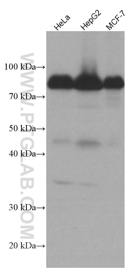 Western Blot (WB) analysis of various lysates using DBR1 Monoclonal antibody (66951-1-Ig)