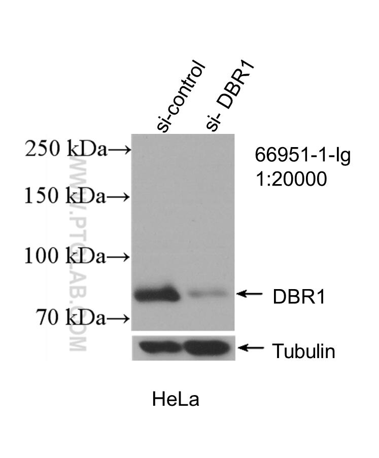 Western Blot (WB) analysis of HeLa cells using DBR1 Monoclonal antibody (66951-1-Ig)