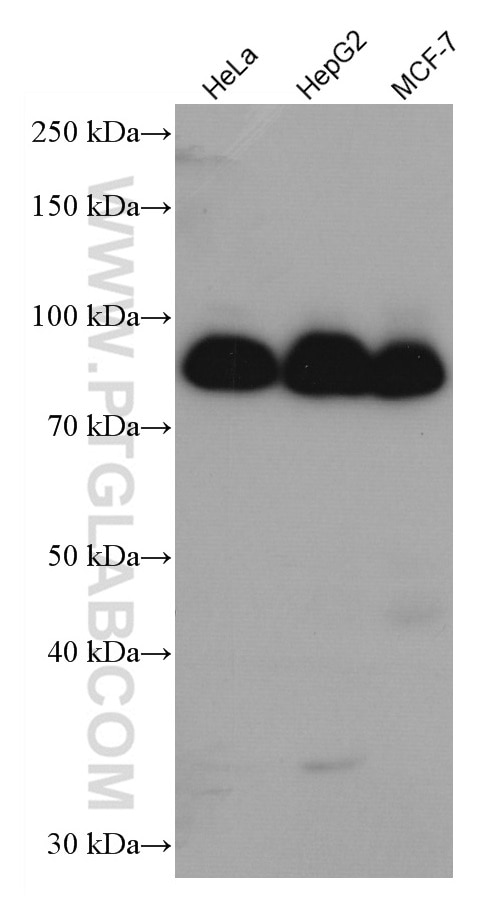 Western Blot (WB) analysis of various lysates using DBR1 Monoclonal antibody (66951-1-Ig)