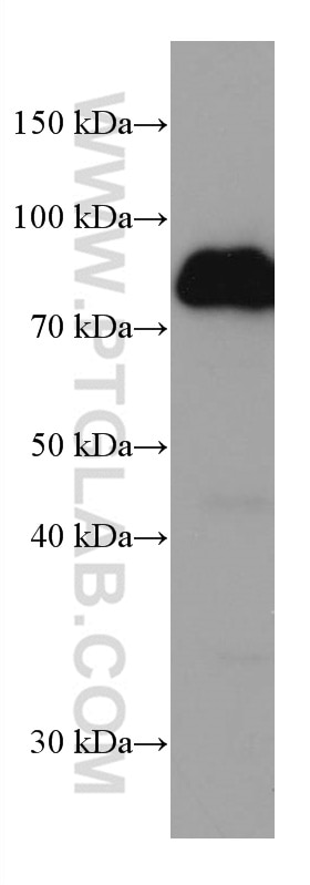 Western Blot (WB) analysis of HeLa cells using DBR1 Monoclonal antibody (66951-1-Ig)