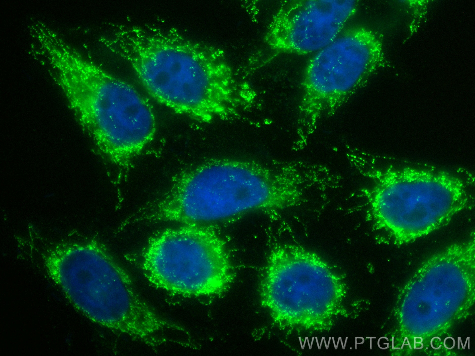 IF Staining of HepG2 using CL488-12451