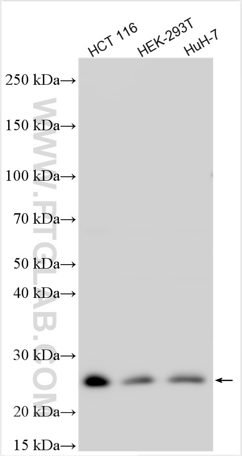 Western Blot (WB) analysis of various lysates using DCAF16 Polyclonal antibody (32592-1-AP)