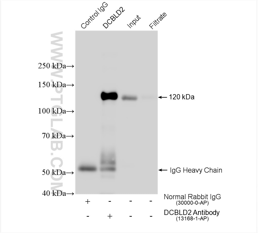 Immunoprecipitation (IP) experiment of U2OS cells using DCBLD2 Polyclonal antibody (13168-1-AP)