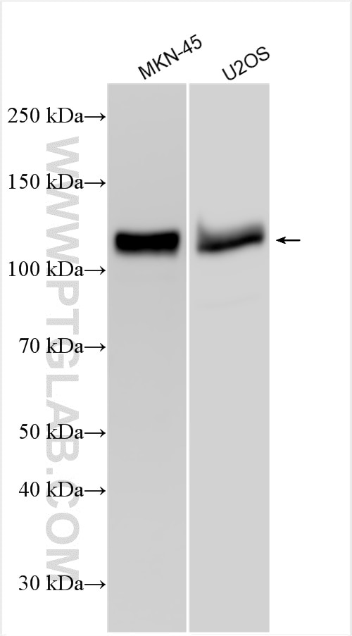 Western Blot (WB) analysis of various lysates using DCBLD2 Polyclonal antibody (13168-1-AP)
