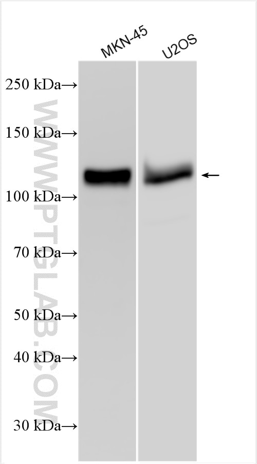 WB analysis using 13168-1-AP