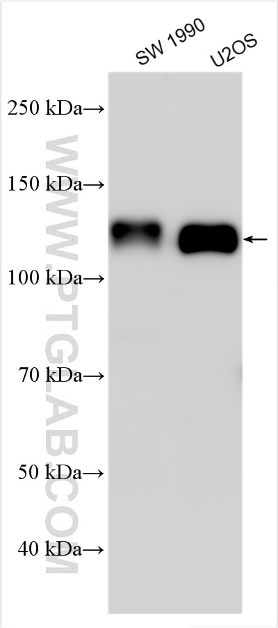 Western Blot (WB) analysis of various lysates using DCBLD2 Polyclonal antibody (13168-1-AP)