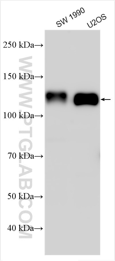 WB analysis using 13168-1-AP