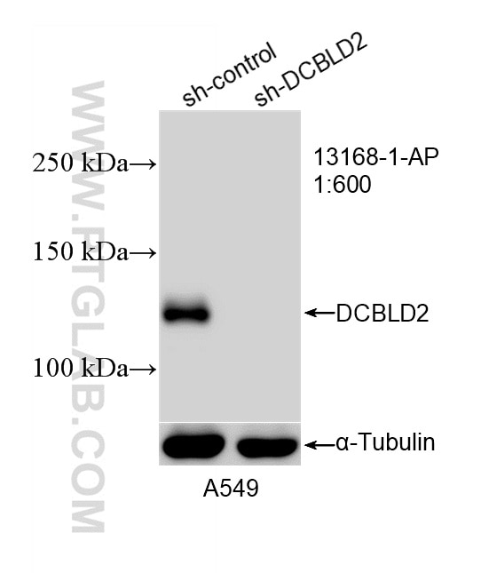 Western Blot (WB) analysis of A549 cells using DCBLD2 Polyclonal antibody (13168-1-AP)