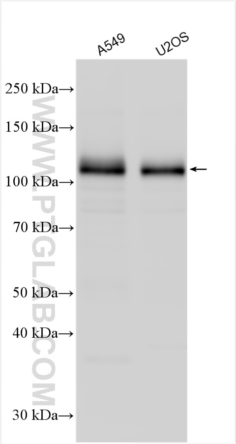 WB analysis using 30245-1-AP