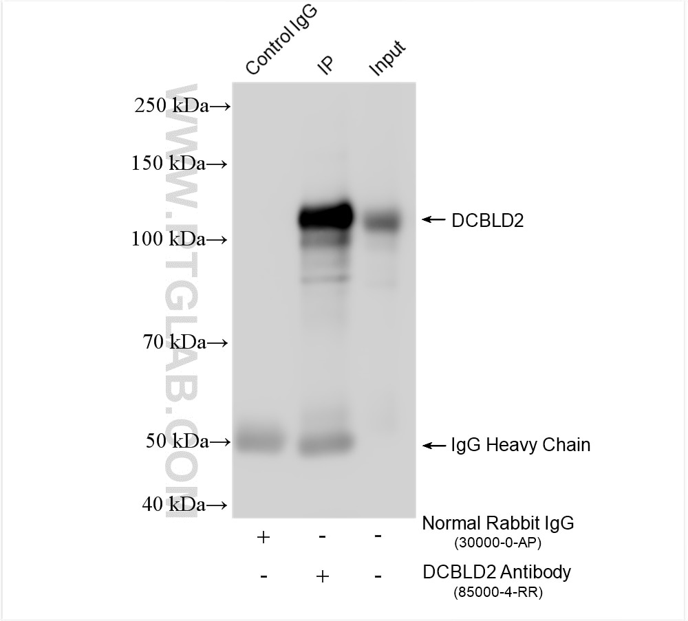 Immunoprecipitation (IP) experiment of U2OS cells using DCBLD2 Recombinant antibody (85000-4-RR)