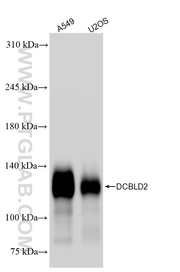 Western Blot (WB) analysis of various lysates using DCBLD2 Recombinant antibody (85000-4-RR)