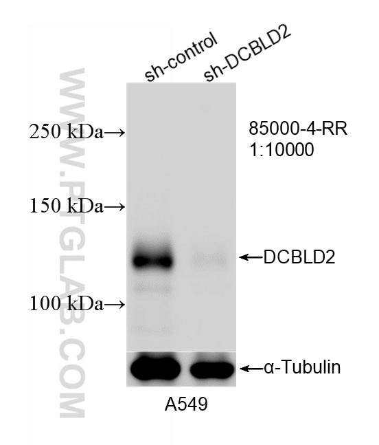 Western Blot (WB) analysis of A549 cells using DCBLD2 Recombinant monoclonal antibody (85000-4-RR)