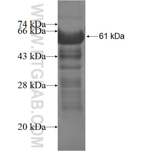 DCBLD2 fusion protein Ag3821 SDS-PAGE