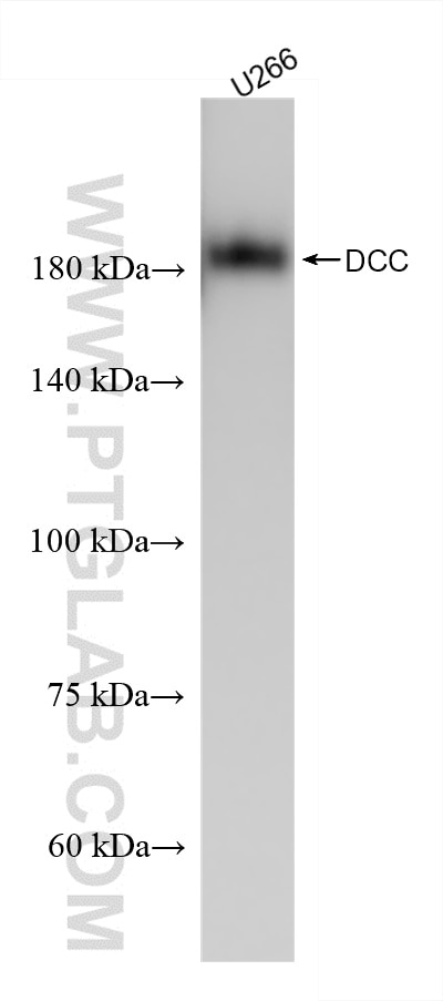 Western Blot (WB) analysis of U266 cells using DCC Recombinant antibody (85787-4-RR)
