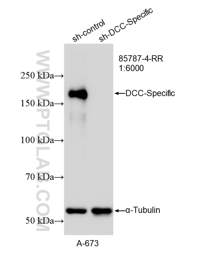 WB analysis of A-673 using 85787-4-RR Western Blot (WB) analysis of A-673 cells using DCC Recombinant monoclonal antibody (85787-4-RR)