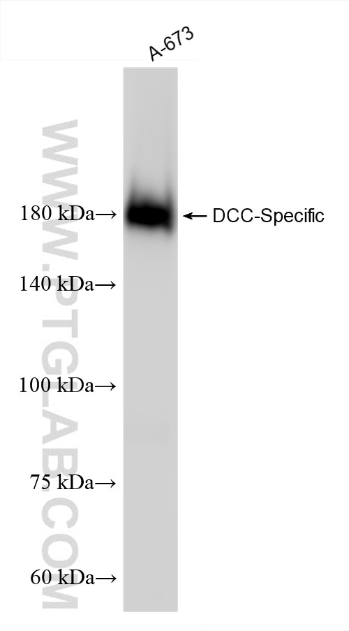 Western Blot (WB) analysis of A-673 cells using DCC-Specific Polyclonal antibody (19123-1-AP)