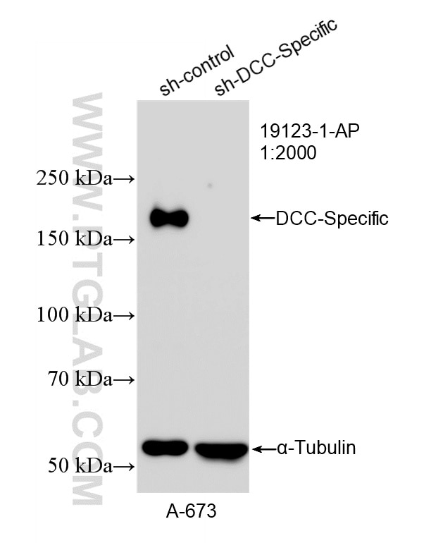 Western Blot (WB) analysis of A-673 cells using DCC-Specific Polyclonal antibody (19123-1-AP)