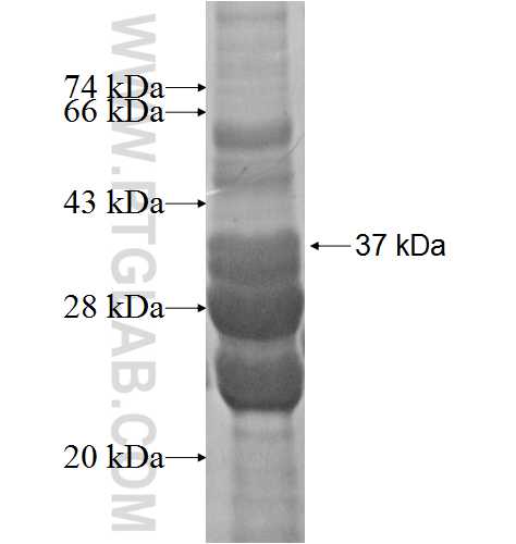 DCD fusion protein Ag2613 SDS-PAGE