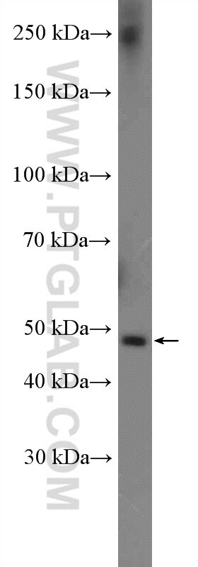 Western Blot (WB) analysis of HeLa cells using DCDC2 Polyclonal antibody (26978-1-AP)