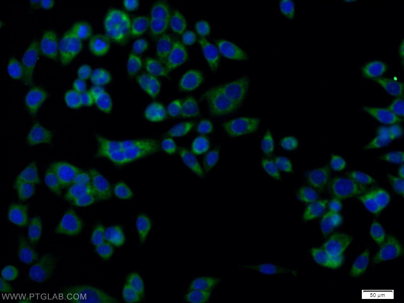 Immunofluorescence (IF) / fluorescent staining of BxPC-3 cells using DCI Polyclonal antibody (11535-1-AP)