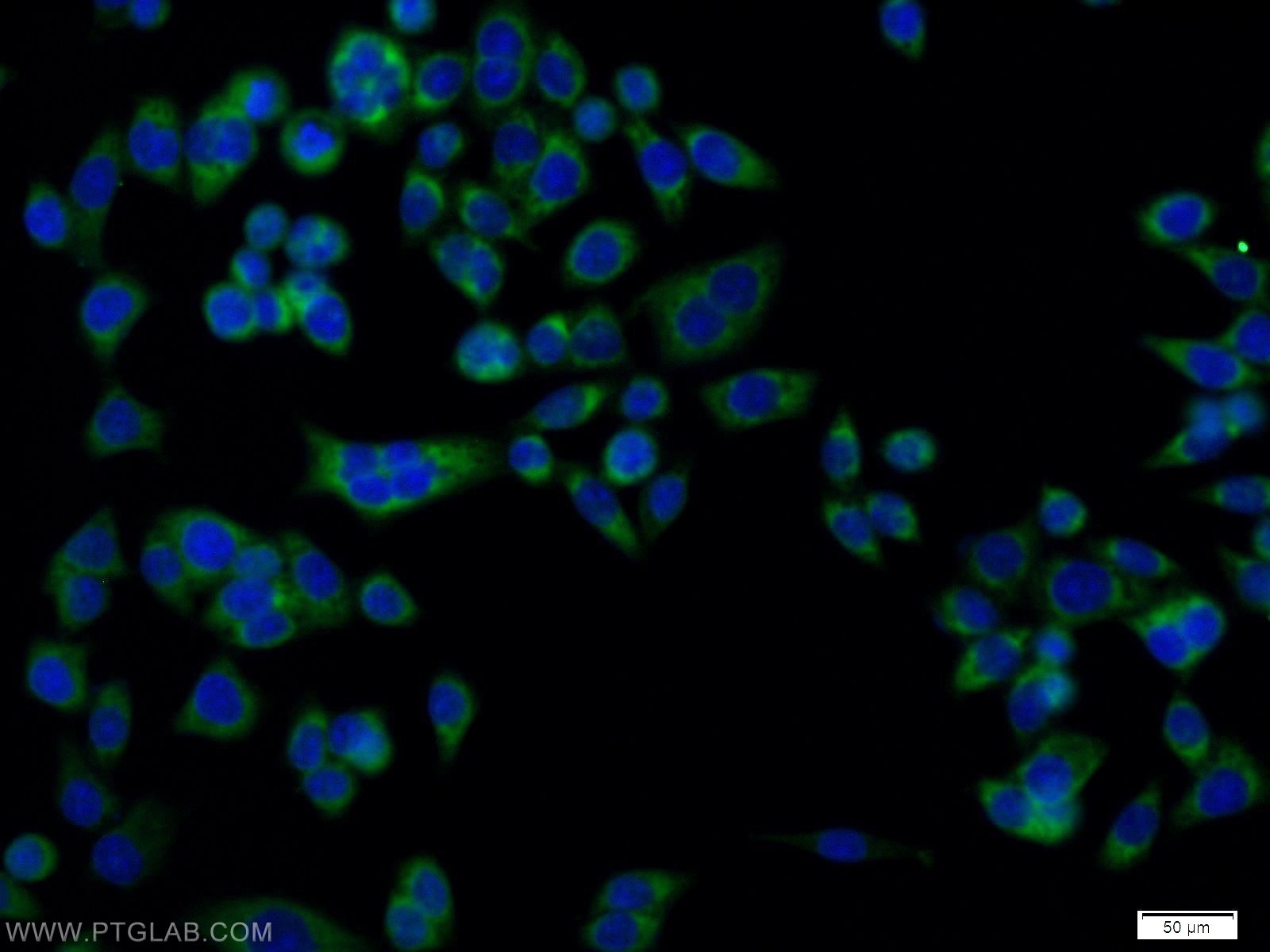 IF Staining of BxPC-3 using 11535-1-AP