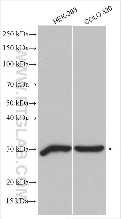 WB analysis using 11535-1-AP