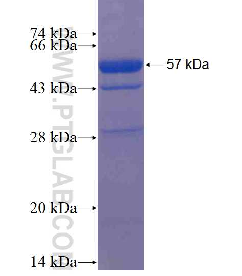 DCI fusion protein Ag2094 SDS-PAGE