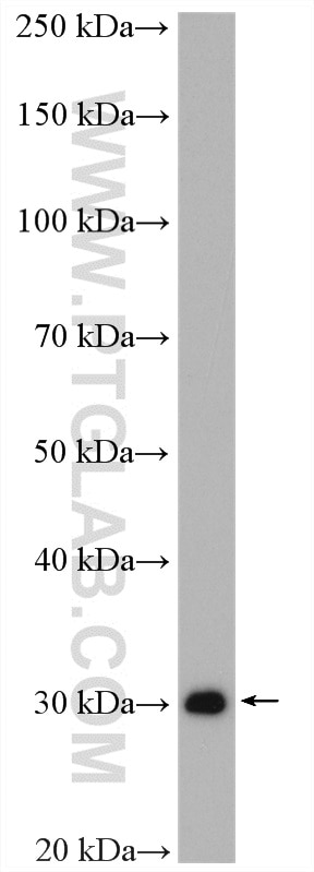 Western Blot (WB) analysis of MCF-7 cells using DCK Polyclonal antibody (17758-1-AP)