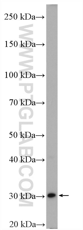 Western Blot (WB) analysis of HepG2 cells using DCK Polyclonal antibody (17758-1-AP)
