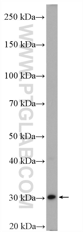 WB analysis of HepG2 using 17758-1-AP