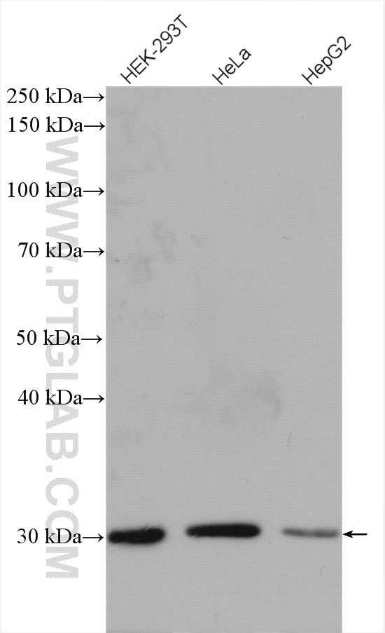 Western Blot (WB) analysis of various lysates using DCK Polyclonal antibody (17758-1-AP)