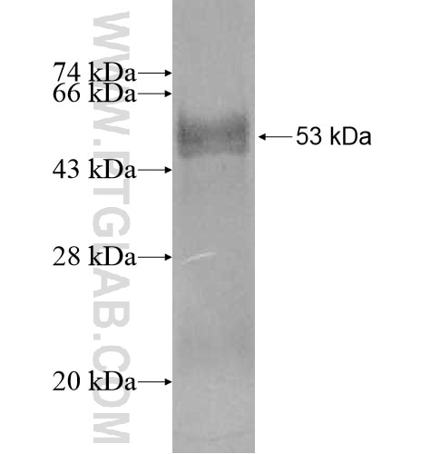 DCK fusion protein Ag12123 SDS-PAGE